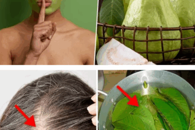 Doctors Won’t Tell You This: Guava Leaves Are the Secret Weapon for Flawless Skin, Thick Hair, and a Health Boost You Never Expected!