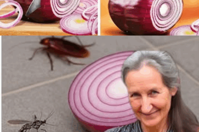 This Common Kitchen Ingredient Destroys Household Pests Instantly – Say Goodbye to Rats, Flies, Lice, and Bugs Using Just Onions!