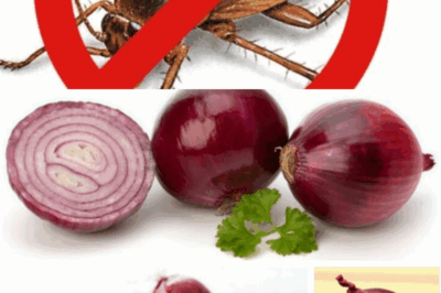 Forget Toxic Sprays! Here’s How to Use Onions to Eliminate Every Creeping Pest in Your Home – A Natural Hack That Actually Works!