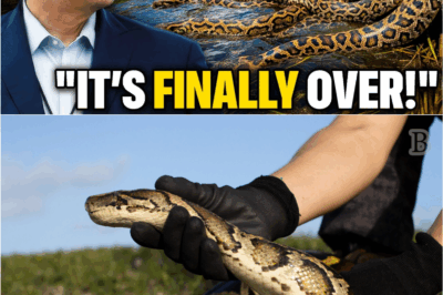 Hundreds of Pythons Set Free in Florida — The Reason Behind It Will Astonish You