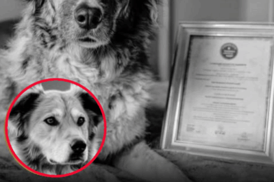The 31-Year Mystery of Bobi Returns to Haunt Hearts Everywhere — What His Last Moments Revealed Will Change Everything 🐕👇