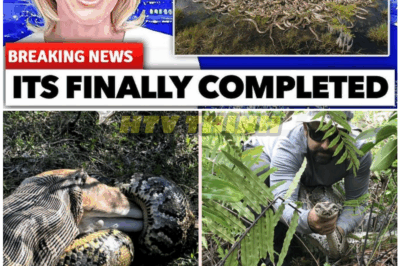 🦊 1 MINUTE AGO: Leaked Swamp Video Sparks PANIC After Viewers Spot a Massive Shadowed Figure—Experts Say the Clip Reveals Something “Not From Any Known Ecosystem” 🌑