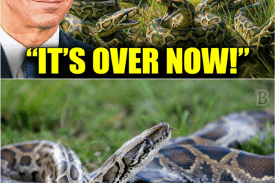 “FLORIDA’S ANTI-PYTHON PROJECT EXPOSED: Footage Reveals the Unthinkable Aftermath 😱🐍