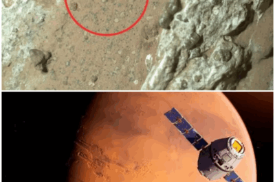 🛸 Have We Really Discovered Life on Mars? The Shocking Truth Behind NASA’s Latest Find! 🌌🔬