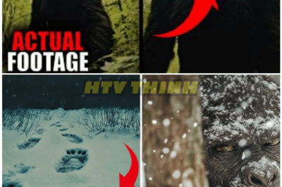 🦊 “Wilderness SHOCKWAVE: Hiker’s Crystal-Clear Footage Sparks Biggest BIGFOOT Frenzy in Decades—Experts, Skeptics, and Entire Online Communities Left Reeling by the Unbelievable Clarity” 😱🌲