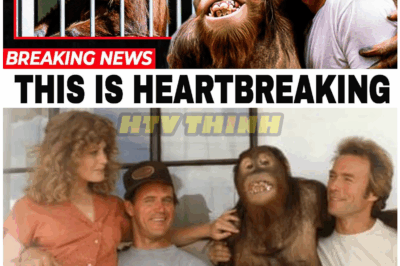 🦊 HOLLYWOOD HEARTBREAK: The Tragic, Untold Struggles of ‘Clyde’ the Orangutan From Every Which Way But Loose That Fans Never Expected—A Story of Loss, Secrets, and Silence 💔