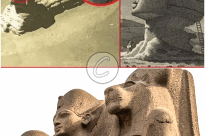 𝒕𝒉𝒆 𝑺𝒑𝒉𝒊𝒏𝒙