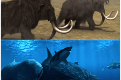 🦖🌍 “Unearthing the Giants: Discovering the Colossal Creatures That Once Ruled Our Planet” 🐉🌊