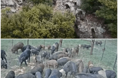 🌾🐗 “Unleashing Nature’s Fury: How Farmers Are Outsmarting Feral Hogs in Just One Hour with Ingenious Tactics!” 💥🌍