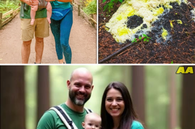 They Vanished in Redwoods, 4 Years Later Hikers Find a Strange Fungus Infestation at Tree…🥚