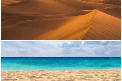 🌍 “What’s Beneath the Sands of Time? Unearthing the Hidden Secrets of Deserts and Beaches!” 🏖️🌵