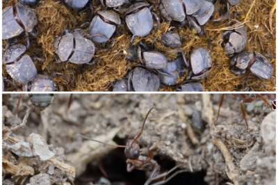 “Beneath Our Feet: Unveiling the Hidden World of Life Underground 🌍🔦✨”