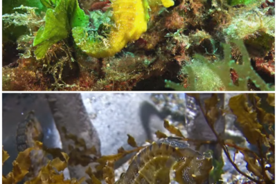 Seahorses: The Extraordinary Creatures with Male Pregnancy and Unmatched Hunting Skills! 🐴🌊✨