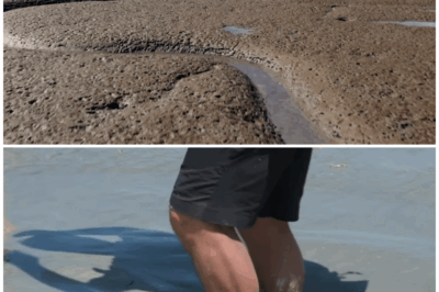 🌊 “Unveiling the Secrets of Quicksand: The Hidden Truth Beneath Nature’s Most Deceptive Trap!” 🏞️✨