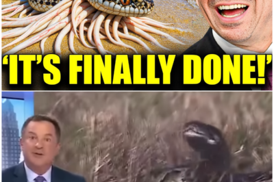 🌪️ When Florida Unleashed a Wave of Snake-Slaying Beasts, the World Laughed—But What Happened Next Will Leave You Speechless! 😱🐍